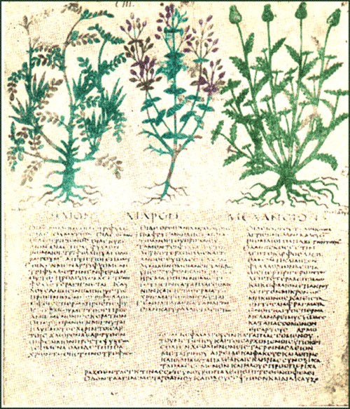 Ilustracja z Kodeksu Dioskuridesa
