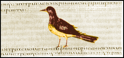 Wizerunek ptaka z Kodeksu Dioskuridesa